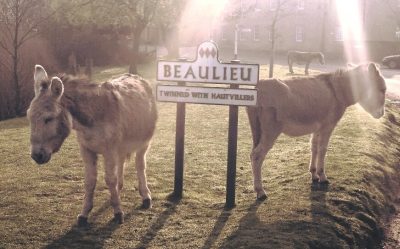 Donkeys, Beaulieu Village, Donkeys roaming free. Please shut the gate at Beaulieu village hall. Thanks