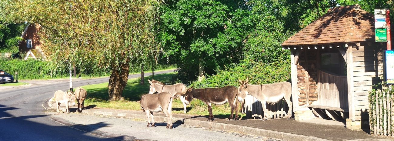 Donkeys roam free with ponies, cows and pigs in Beaulieu Village the prettiest village in the UK say many travel experts