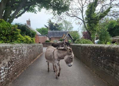 looking for a small, quite, cosy , affordable space to work or meet in the new forest? Office for rent or hire by the hour. Beaulieu Village.